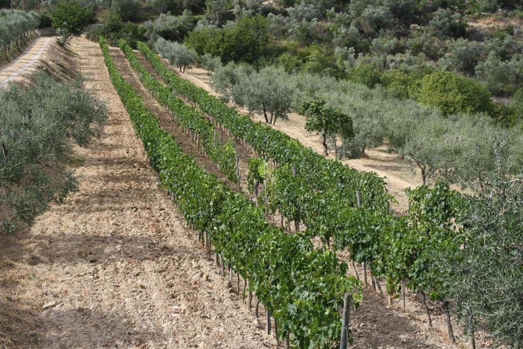 Agriturismo Podere Somigli Di Lorenzo Correani Hotel Greve in Chianti Kültér fotó
